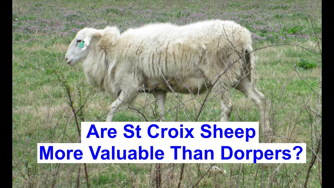 Are St Croix Hair Sheep More Valuable Than Dorper Sheep?