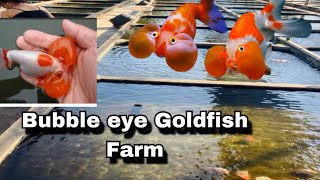 Bubble eye goldfish Farm | Harvesting Bubble Eye Goldfish | fancy goldfish farm