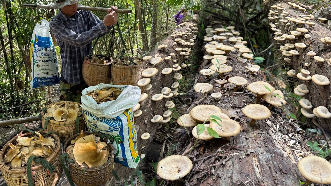 โอ้โห!!เห็ดบดขอนบินวันนี้ได้เป็น10โลจนได้ใส่สอบปุ่ย มีแต่ดอกใหญ่สำหูช้าง  6/12/67