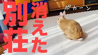 大好きな別荘が突然奪われソワソワするウサギ #563