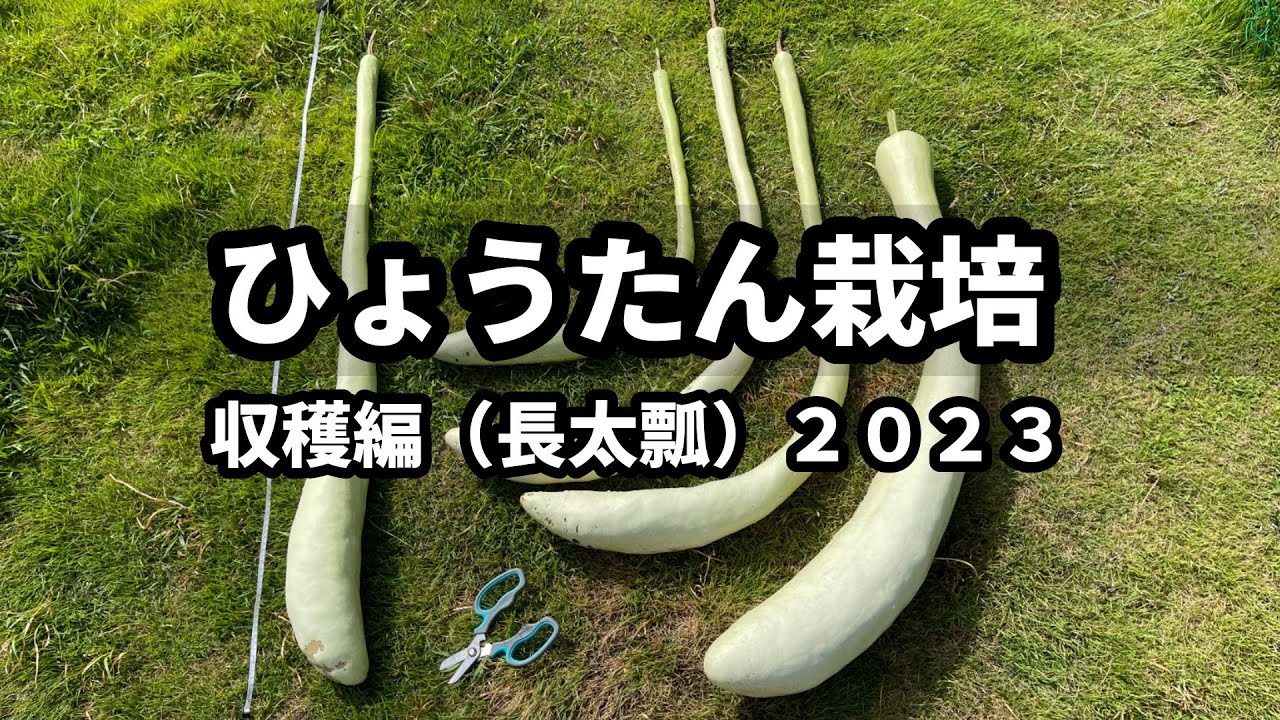 ひょうたん栽培】収穫編（長太瓢）2023⑧ - YouTube