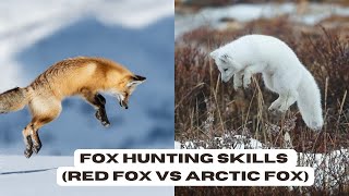 Animal Wildlife | fox hunting skills (red fox vs arctic fox)