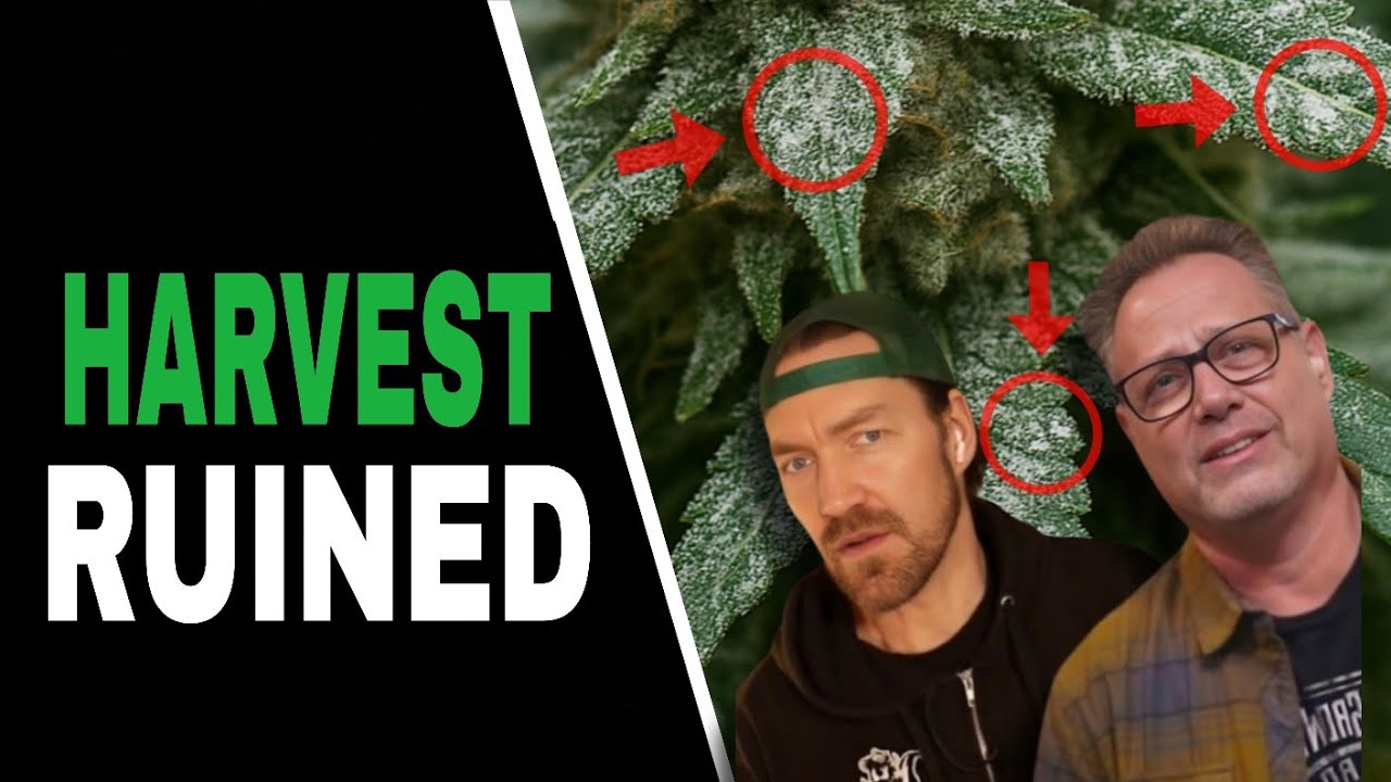 Три скрытые опасности, таящиеся в позднем цветении (и как их предотвратить)