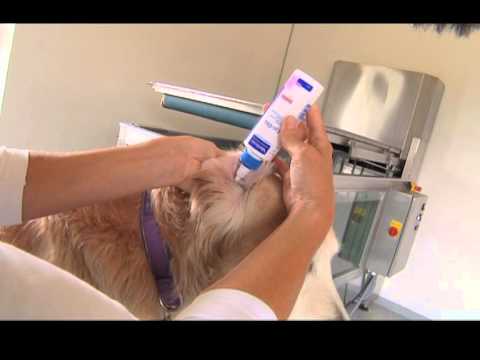 Video: Bakteriel Infektion (pyoderma) I Huden Hos Katte
