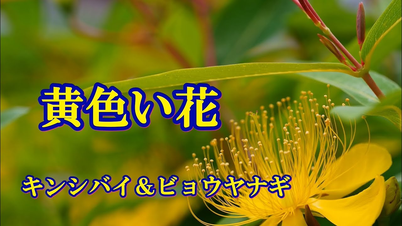 黄色い花 キンシバイ ビヨウヤナギ Youtube