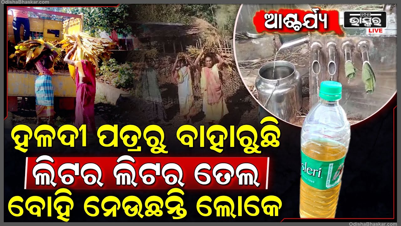 ଆଶ୍ଚର୍ଯ୍ୟ ଲାଗିଲେ ବି ସତ, ହଳଦୀ ପତ୍ରରୁ ବାହାରୁଛି ଲିଟର ଲିଟର ତେଲ, ଜାଣିଲା ପରେ ବୋହି ନେଇଗଲେ ଲୋକେ...