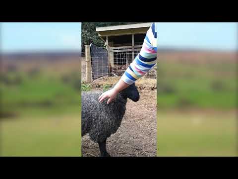 Jennifer MacNeill: Gotland Sheep Breeder NY State Sheep and Wool Festival 2020