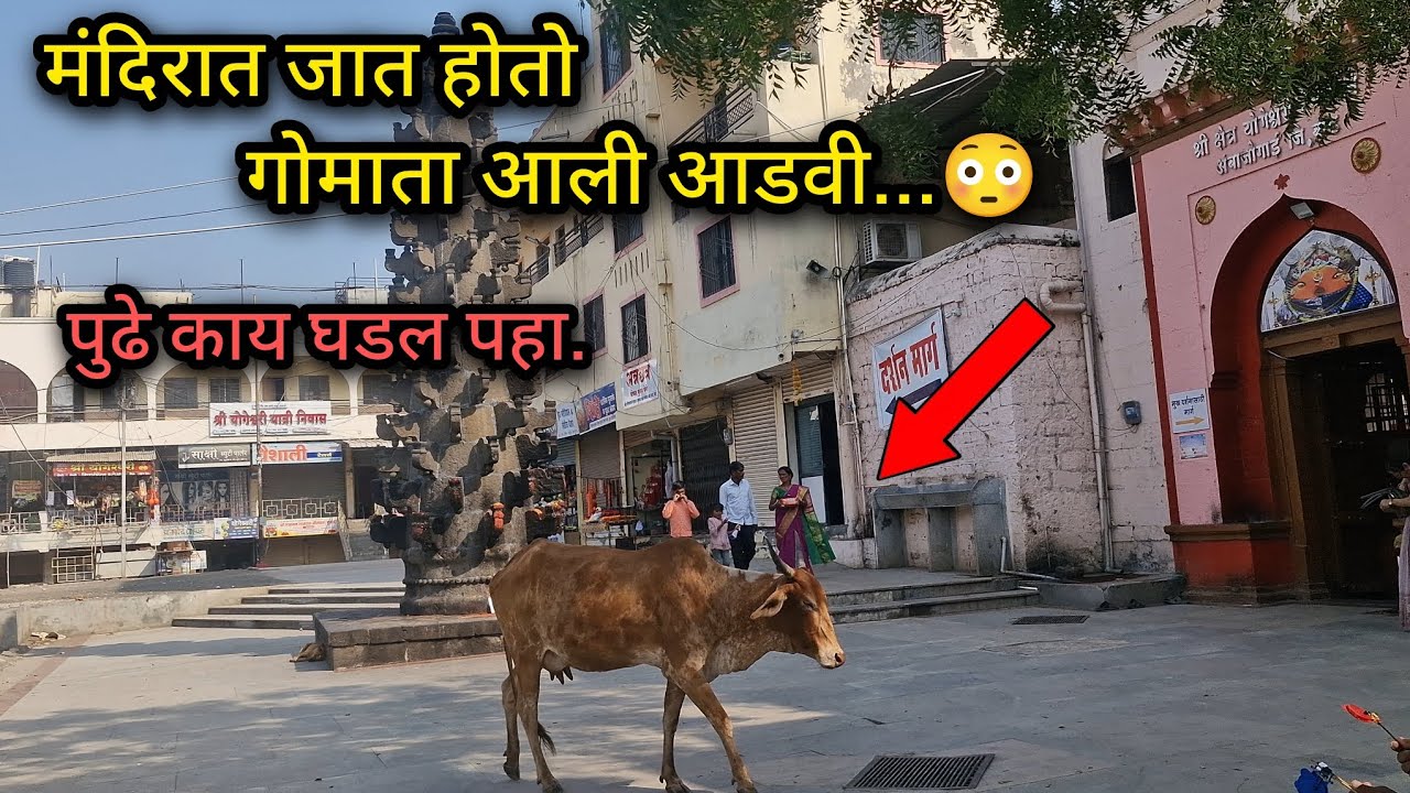 😳गोमाता आली आडवी हे काय चमत्कार 😳|