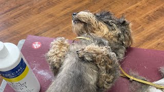 Grooming the Wire haired Dachshund