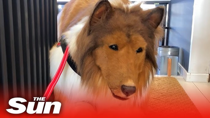 Man Spends $16K on a Realistic Dog Costume to Look Like a Collie