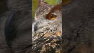 Awesome Owl so rapid with the Head Turns #shorts #short