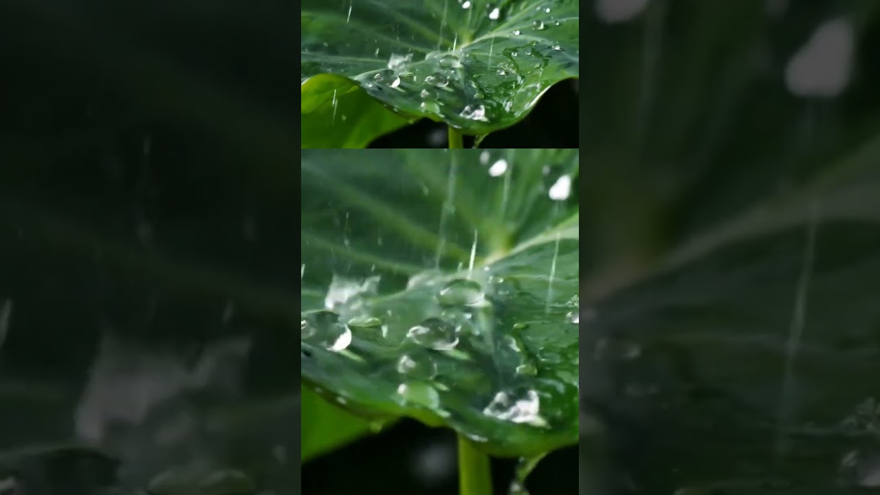 Relaxing Rain Sounds on a Leaf 