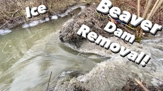 Beaver Dam Removal. ICE || COLLAPSE.