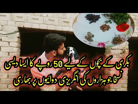 Baby Goats Health Care in Urdu || Goat Health Issues ||Goat kids health