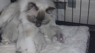 TIGGY  HAD 4 KITTENS   KITTEN BORN 15 APRIL 2024 (UPDATE 28 APRIL 2024)