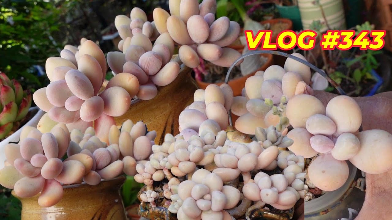 НЕПРАВИЛЬНАЯ ИДЕНТИФИКАЦИЯ пухлых суккулентов | VLOG №343 — Выращиваем суккуленты с LizK