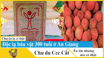 Độc lạ vải thiều 300 tuổi ở An Giang được xem là báu vật