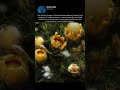 The Artillery fungus Sphaerobolus stellatus literally fires its spores
