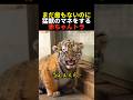 まだ歯もないのに猛獣のマネをする赤ちゃんトラ