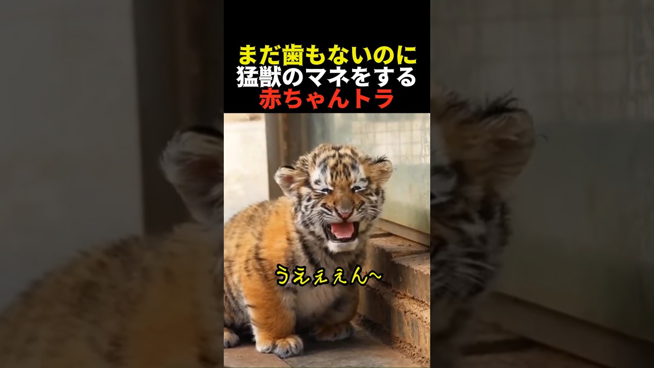 まだ歯もないのに猛獣のマネをする赤ちゃんトラ