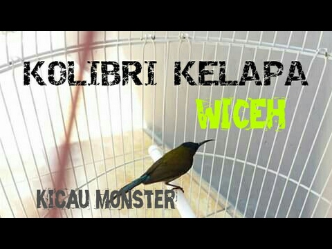 Burung Kolibri Wiceh Gacor Suara Mirip Young Lex By Kicau Monster
