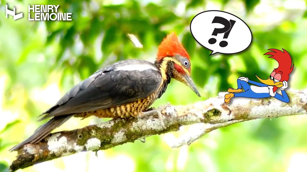 Watch Régis Campo ~ from "Le pic vert " ("The Woodpecker") for piccolo & piano on YouTube Watch Régis Campo ~ from "Le pic vert " ("The Woodpecker") for piccolo & piano on YouTube