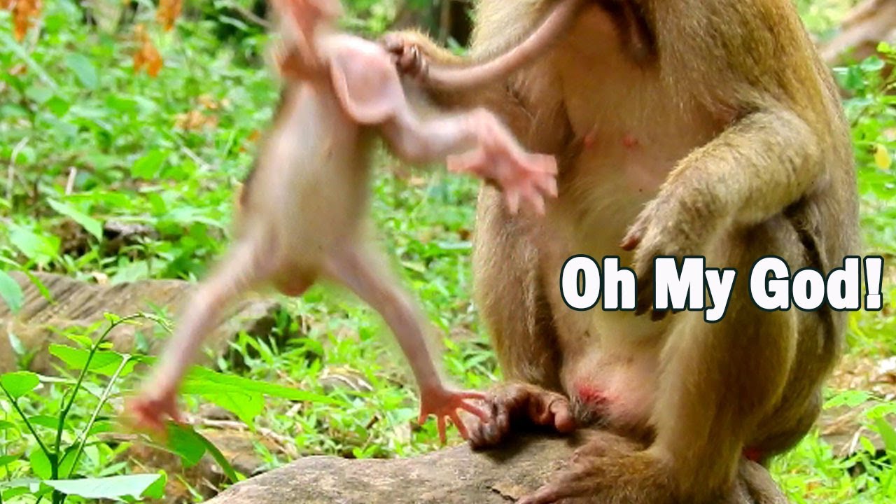 Million Scare! New baby Quinton was scared by Bonita catch tail hurt like this, Bonita try kidnap