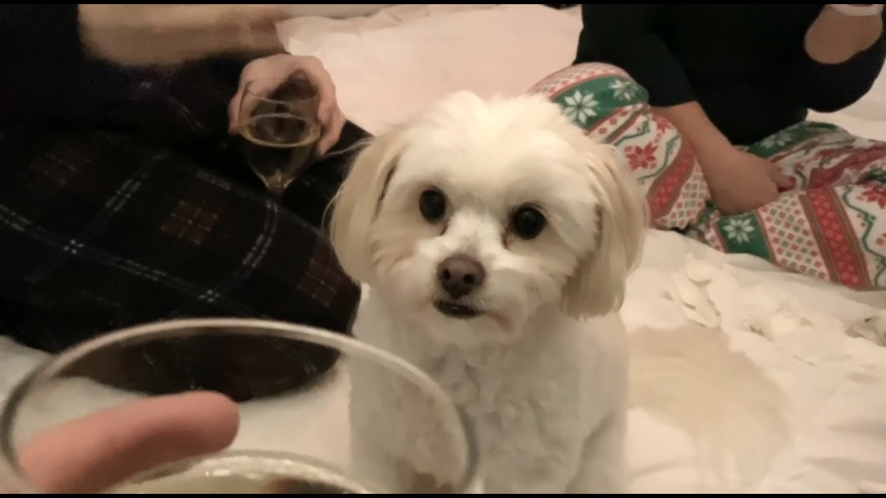 BOBO Tribute. A Celestial Doog. Music: LEHI! 厉害!