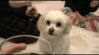 BOBO Tribute. A Celestial Doog. Music: LEHI! 厉害!