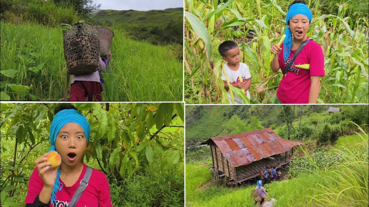 Village Life 🍃🛖 Corn Harvesting 🌽 #triballife #cornharvesting #shiyomi #arunachalprades