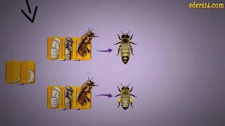 Arılarda Partenogenez