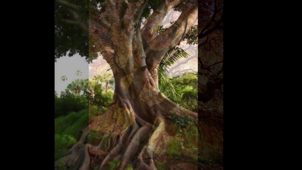 LOS TRES ARBOLES -NINI ESTRADA