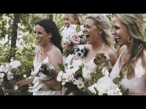 SURPRISE WEDDING PUPPIES!! - Bride's sister plans puppies for photos