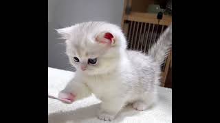 Mini Business Cat Street Marketing Like Never Before