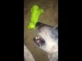 Saurus and his squeaky