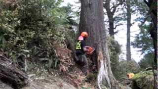 Cutting down a dead Beech tree with a Husqvarna 395XP