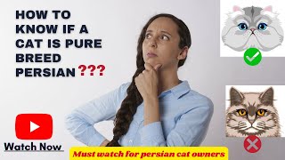 How to Identify a Persian Cat|Quality of the breed