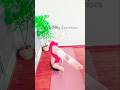 stretching exercises | full body stretching exercises yoga #stretchingexercises #yogastretches #yoga