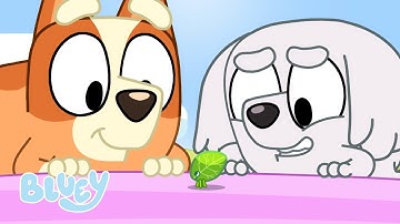 Slide 🛝 | Brand New - Series 3 | Bluey