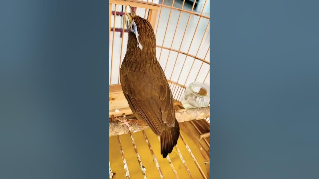 WAMBI GACOR suara Lantang Dan Keras
