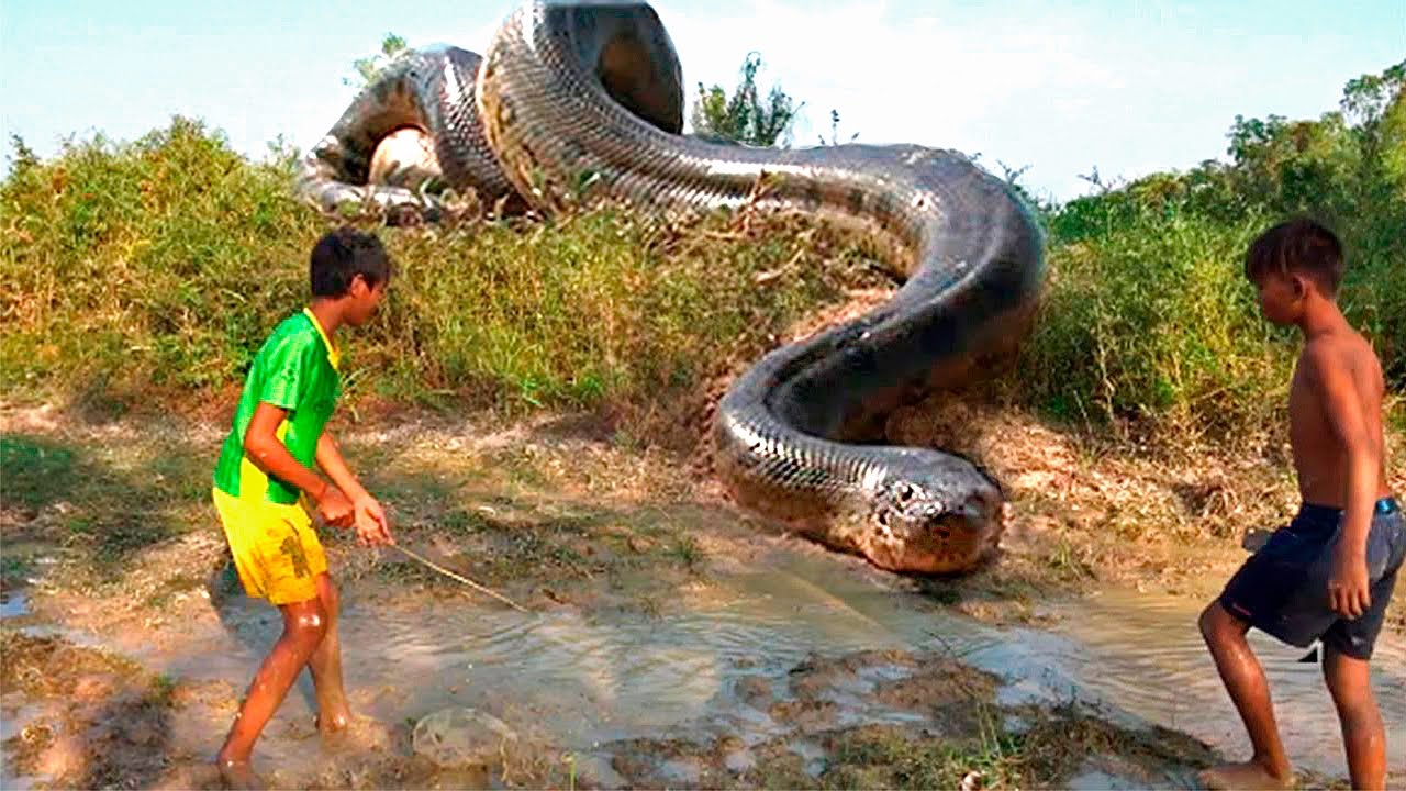 Большие змеи в воде. ДАХШАТЛИ ИЛОНЛАР.