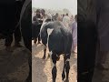 Peshawar Cow Mandi Shortvideo Cow Qurbanvlogs Bull Cattleworld Eiduladha2025