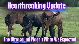 We weren't prepared for this ultrasound. We kept scanning, but could not find the foal.