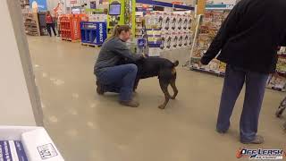 1 Year Old Rottweiler "Lalo" | Issues: Not Listening, Dominate Peeing, Food Aggression, Puller