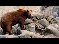 Huge  brown bear spotted !!!!!!!!!