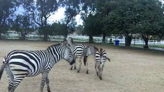 Gentle Zebras Riding Zebra