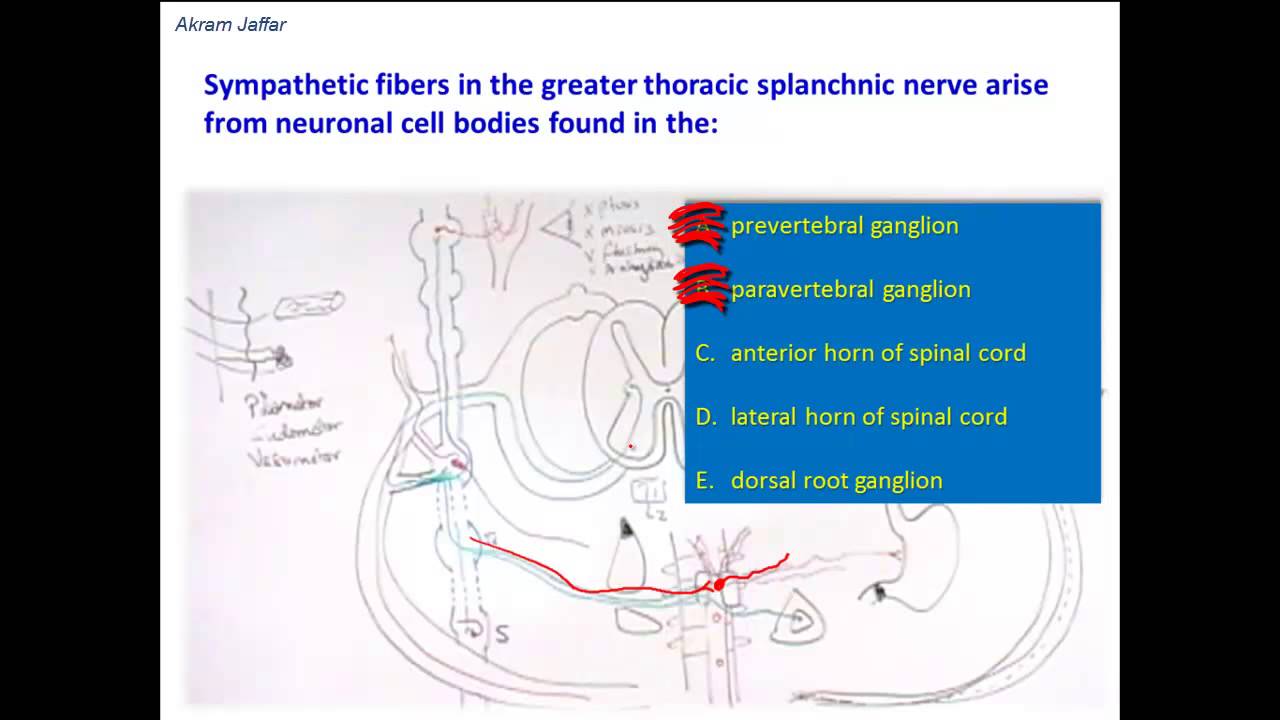 what is the origin of fibers carried in the greater splanchnic nerve splanchnic