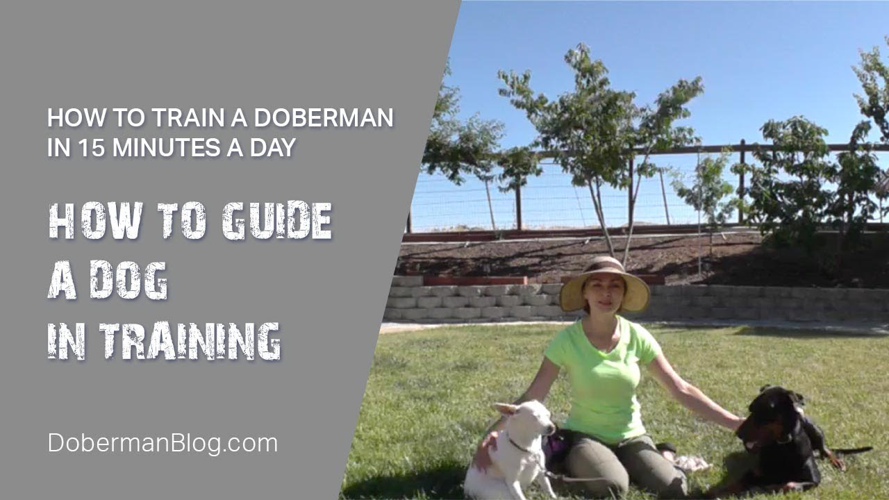 How to train a Doberman in 15 minutes a day. How to guide a dog in training.