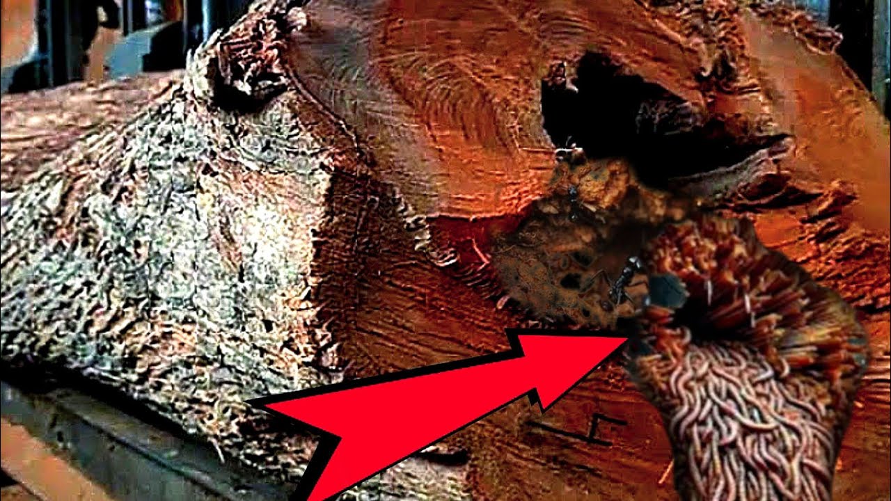 The discovery of a gruesome horn stump mystery in a large log at sawmill 