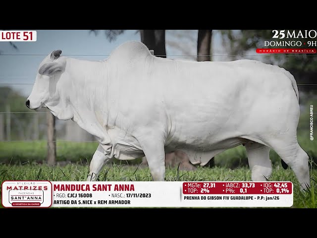 LOTE 51   CJCJ 16008